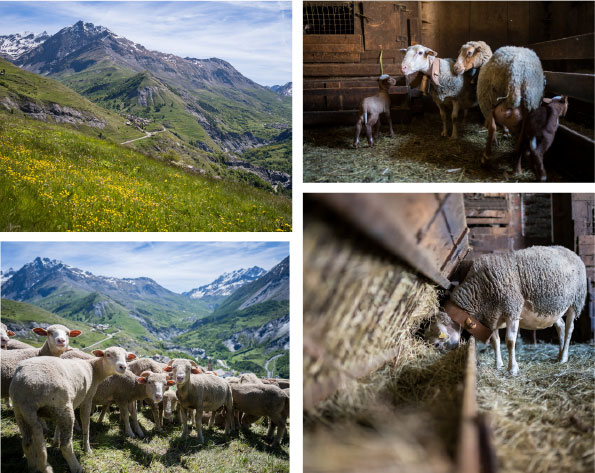 laine de mouton française